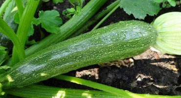 Proč je cuketa hořká a co dělat?